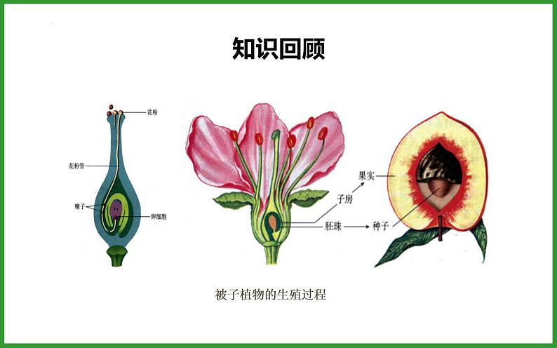 4.1.2人的生殖课件第3页