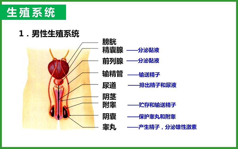 4.1.2人的生殖课件第6页