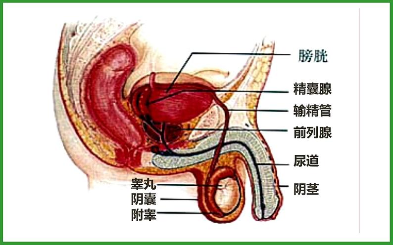 4.1.2人的生殖课件第7页