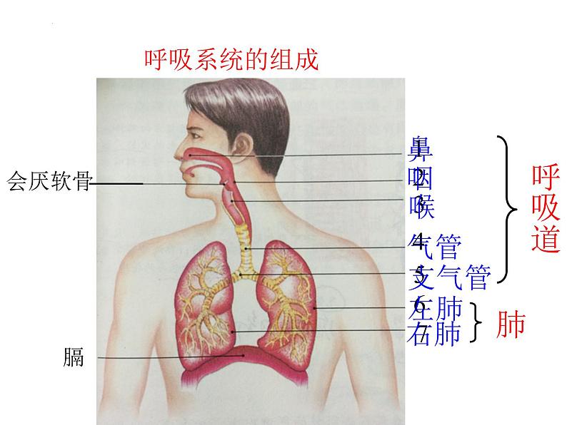 4.3.1呼吸道对空气的处理课件03