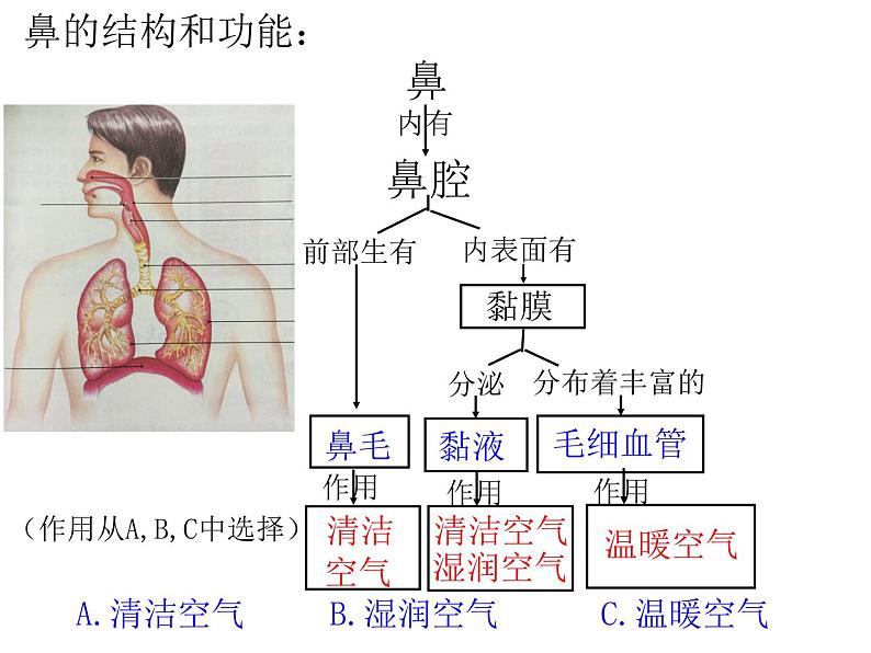 4.3.1呼吸道对空气的处理课件07