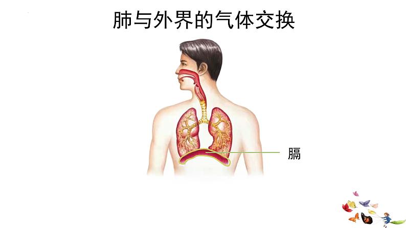 4.3.2发生在肺内的气体交换课件06