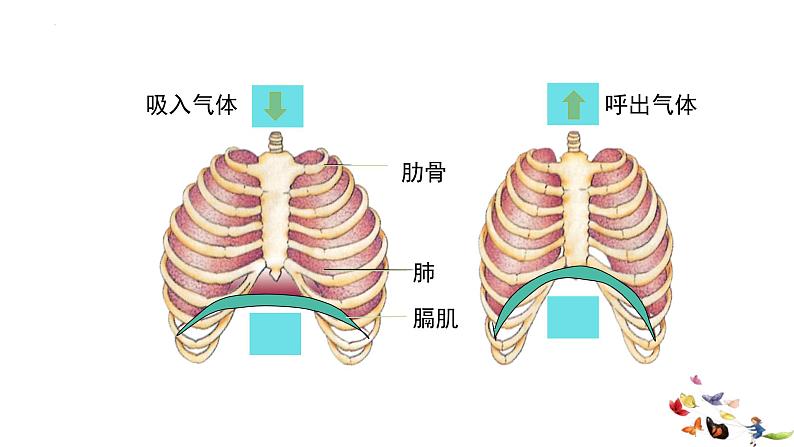 4.3.2发生在肺内的气体交换课件07