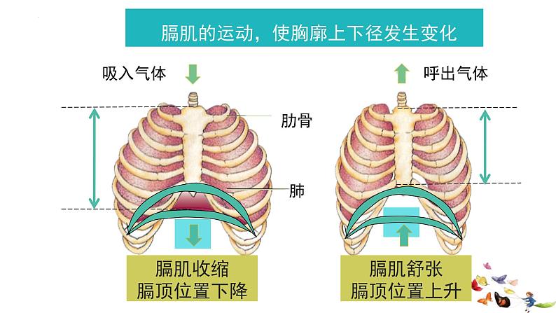 4.3.2发生在肺内的气体交换课件08