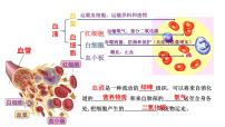 生物第二节 血流的管道──血管优秀课件ppt