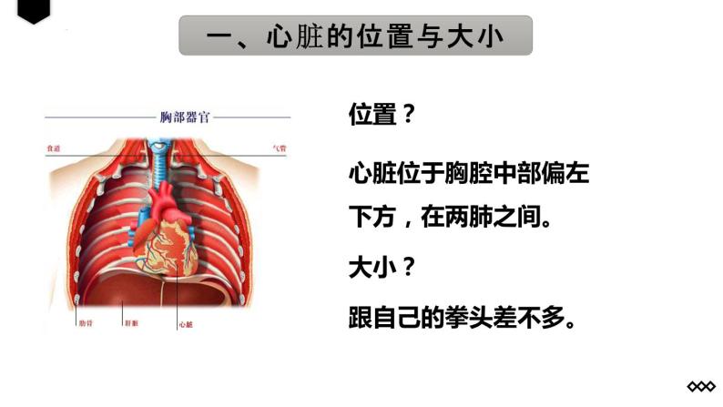 4.4.3输送血液的泵——心脏（第1课时）课件03