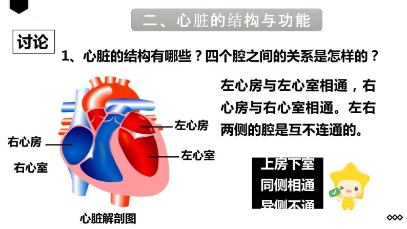 4.4.3输送血液的泵——心脏（第1课时）课件06