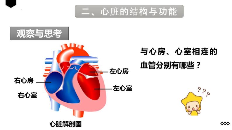 4.4.3输送血液的泵——心脏（第1课时）课件08