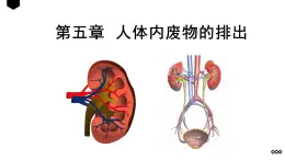 4.5人体内废物的排出课件