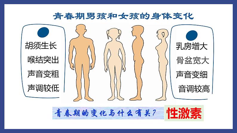 4.6.4激素调节课件01