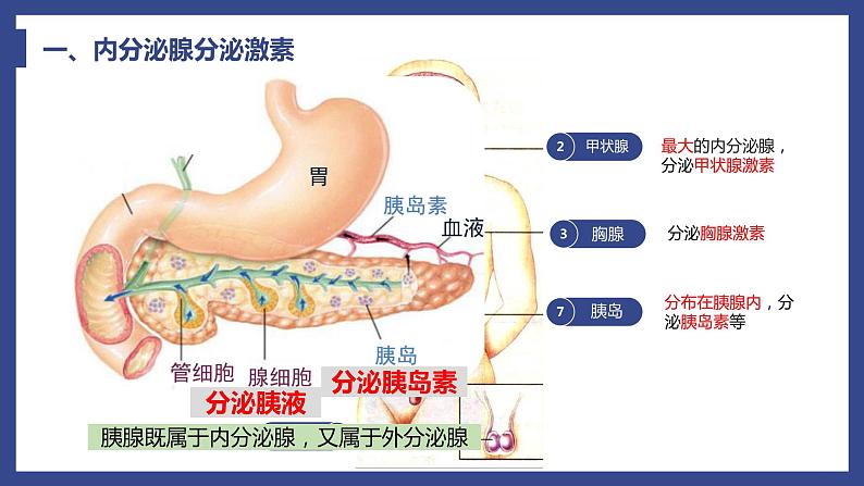 4.6.4激素调节课件05