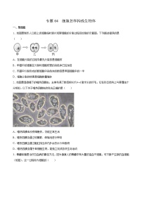 04 细胞怎样构成生物体（原卷版+解析版）——【中考二轮复习】2023年生物通用版专题训练