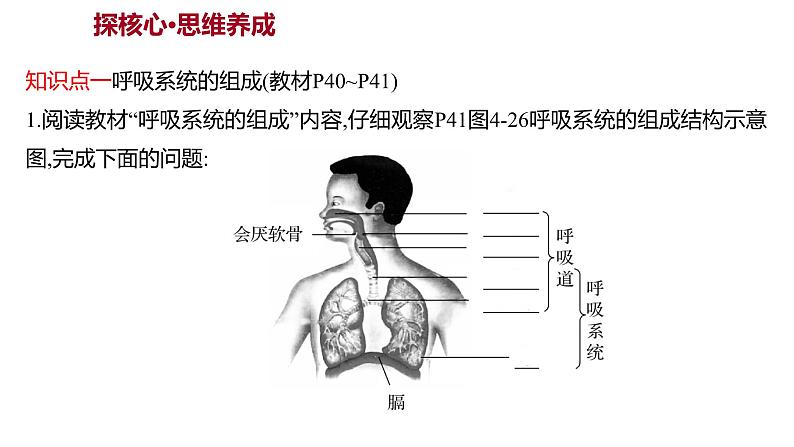 第三章 第一节 呼吸道对空气的处理 课件 2022-2023 人教版生物 七年级下册第3页