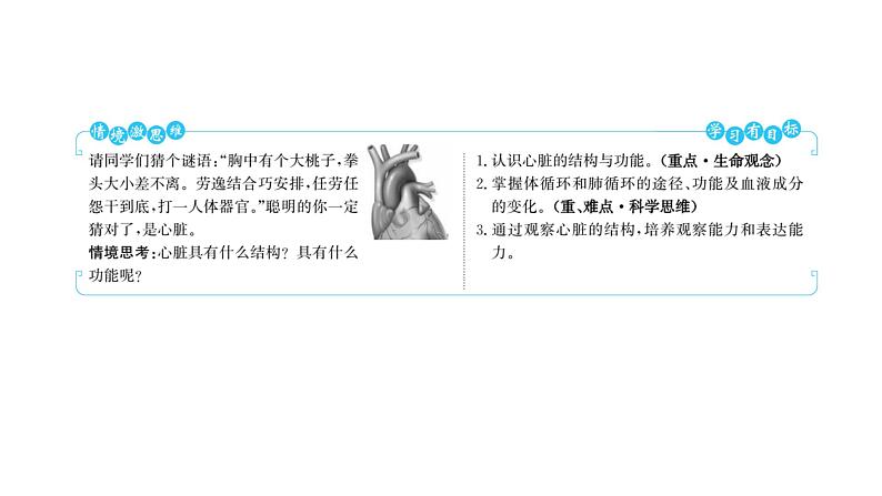 第四章 第三节 输送血液的泵——心脏 课件 2022-2023 人教版生物 七年级下册第2页
