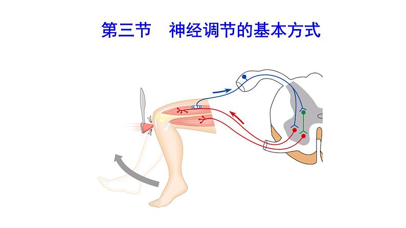 4.6.3 神经调节的基本方式新 多媒体课件 2022-2023 人教版生物 七年级下册第1页