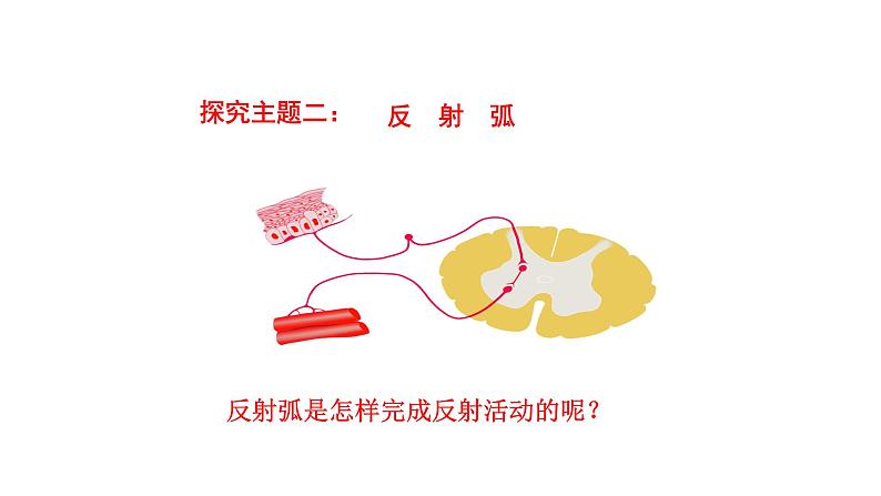 4.6.3 神经调节的基本方式新 多媒体课件 2022-2023 人教版生物 七年级下册第8页