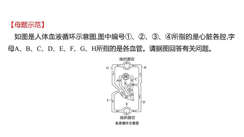 热考题型一 读 图 理 解 课件 2022-2023 人教版生物 七年级下册第4页