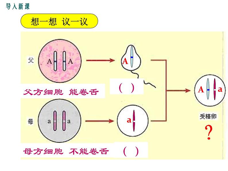 人教版八年级生物下册--第三节 基因的显性和隐性(课件)第4页