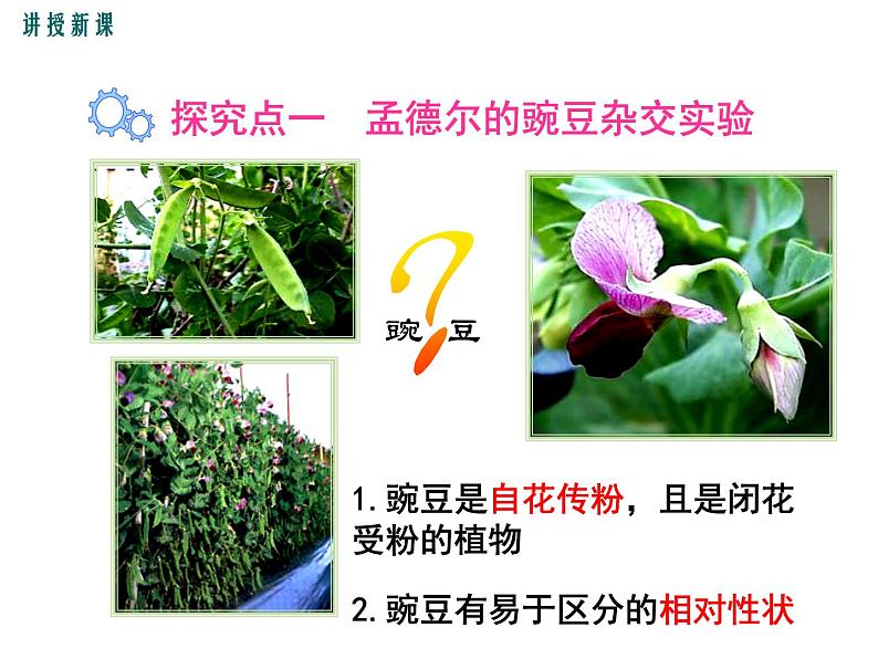 人教版八年级生物下册--第三节 基因的显性和隐性(课件)第6页