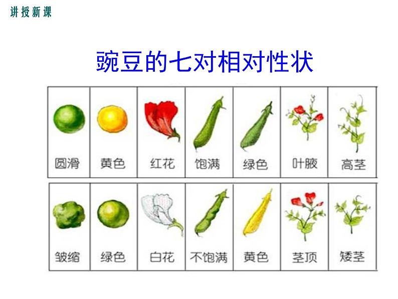 人教版八年级生物下册--第三节 基因的显性和隐性(课件)第7页