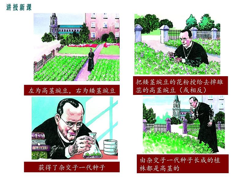 人教版八年级生物下册--第三节 基因的显性和隐性(课件)第8页