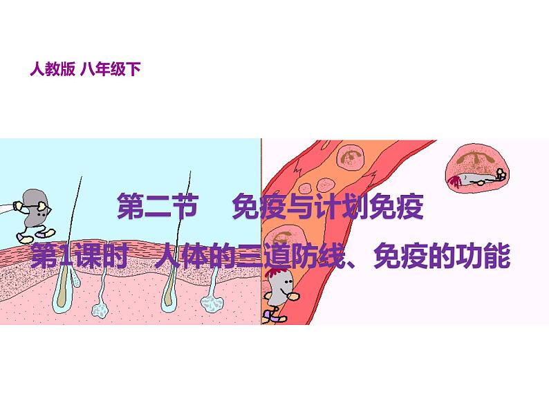 人教版八年级生物下册--免疫与计划免疫第1课时 人体的三道防线(课件)第2页