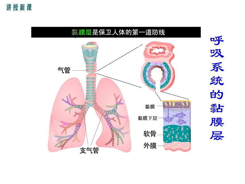 人教版八年级生物下册--免疫与计划免疫第1课时 人体的三道防线(课件)第7页