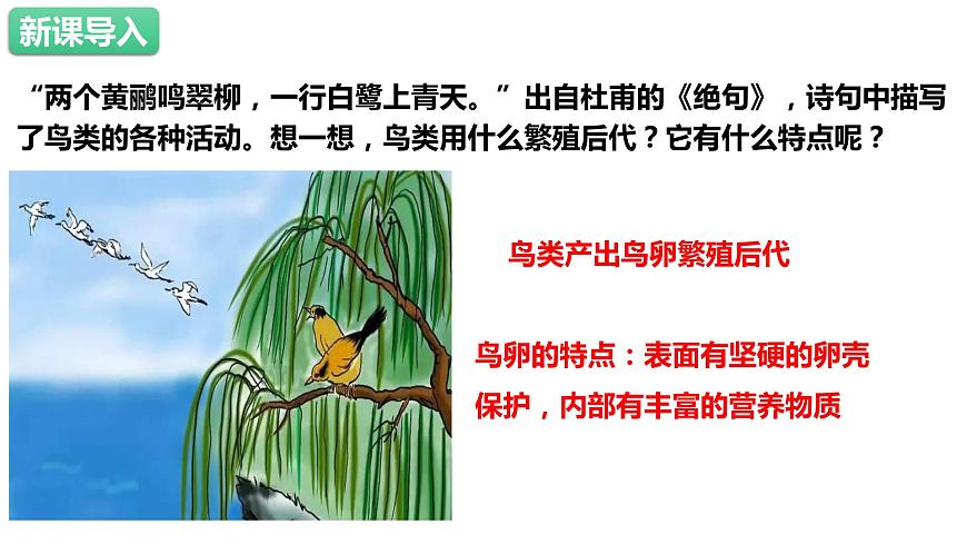 人教版生物八年級下冊 7.1.3 鳥的生殖和發(fā)育 課件第2頁