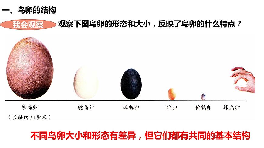 人教版生物八年級下冊 7.1.3 鳥的生殖和發(fā)育 課件第3頁