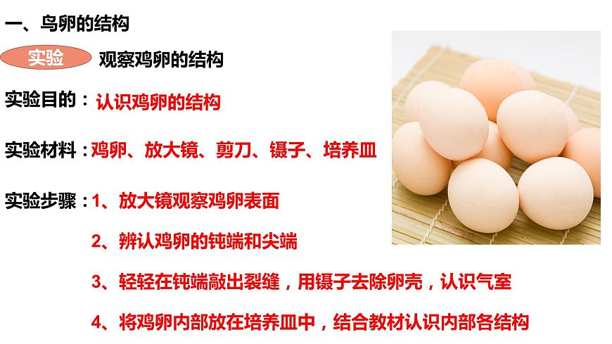 人教版生物八年級下冊 7.1.3 鳥的生殖和發(fā)育 課件第4頁