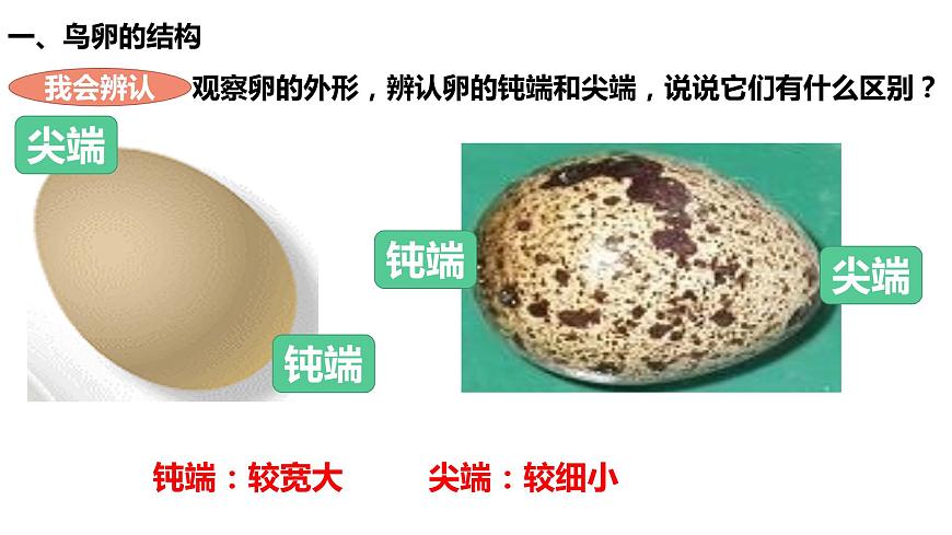 人教版生物八年級下冊 7.1.3 鳥的生殖和發(fā)育 課件第6頁