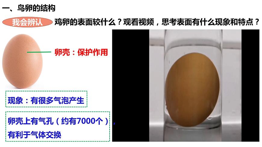 人教版生物八年級下冊 7.1.3 鳥的生殖和發(fā)育 課件第7頁