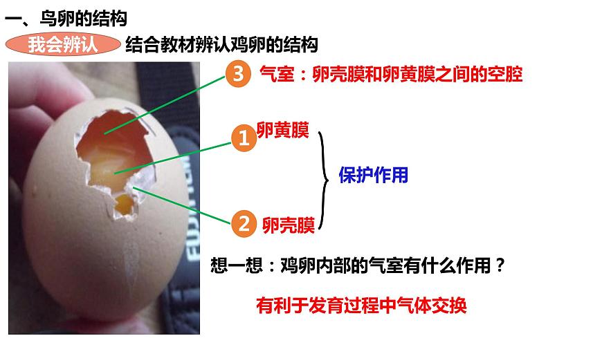 人教版生物八年級下冊 7.1.3 鳥的生殖和發(fā)育 課件第8頁