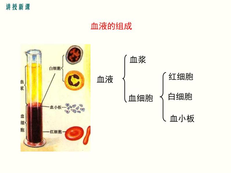 人教版七年级生物下册--4.1 流动的组织——血液（精品课件）06