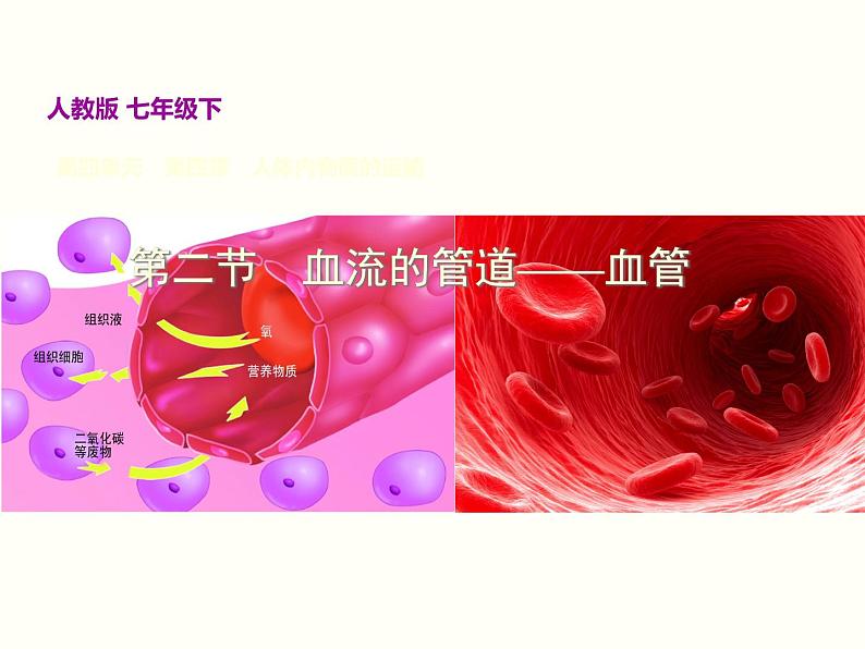 人教版七年级生物下册--4.2 血流的管道——血管(精品课件)第2页