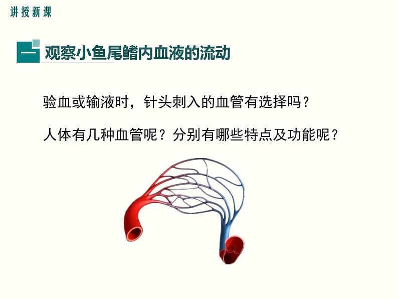 人教版七年级生物下册--4.2 血流的管道——血管(精品课件)第4页