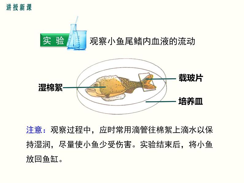 人教版七年级生物下册--4.2 血流的管道——血管(精品课件)第5页