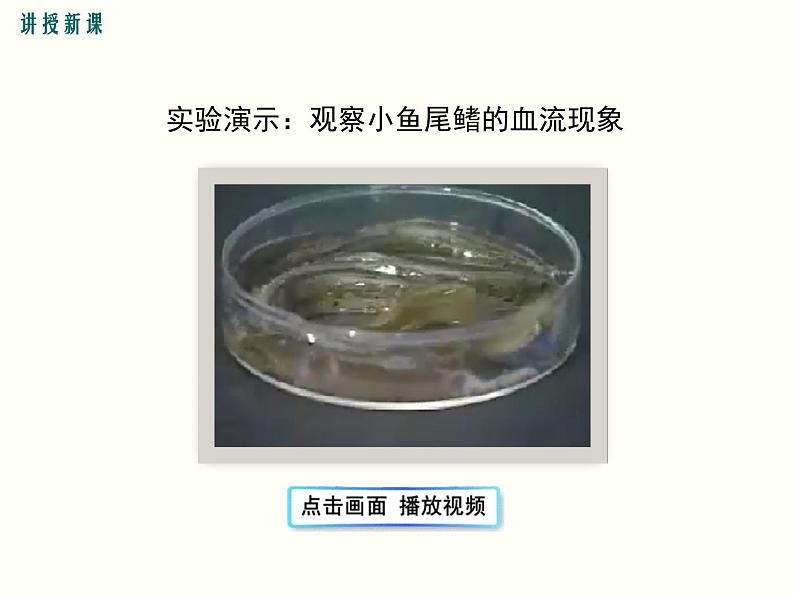 人教版七年级生物下册--4.2 血流的管道——血管(精品课件)第6页