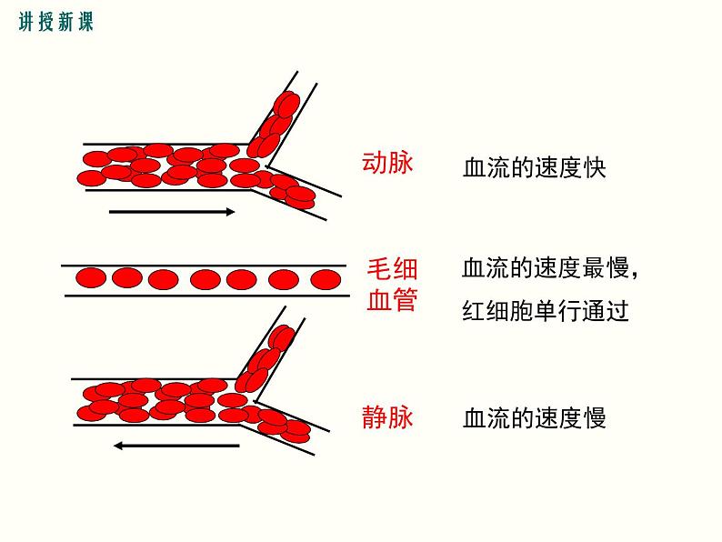 人教版七年级生物下册--4.2 血流的管道——血管(精品课件)第8页