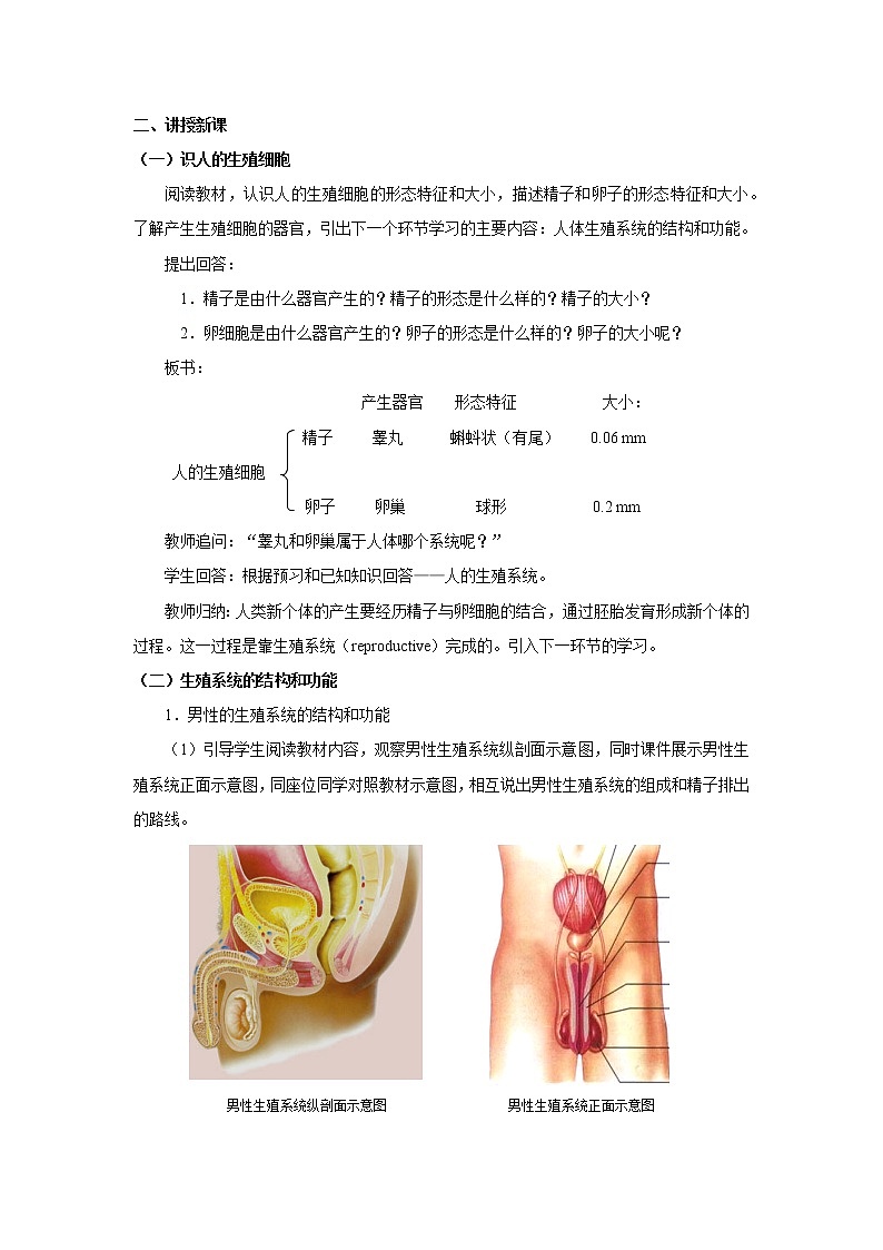 苏教版七下生物教案 8.1 精卵结合孕育新的生命 第1课时02