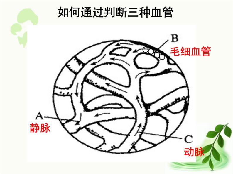 济南版生物七年级下册 第三单元 第三章 第二节 物质运输的器官 课件08