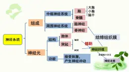 济南版生物七年级下册 第三单元 第五章 第三节 神经调节的基本方式 课件