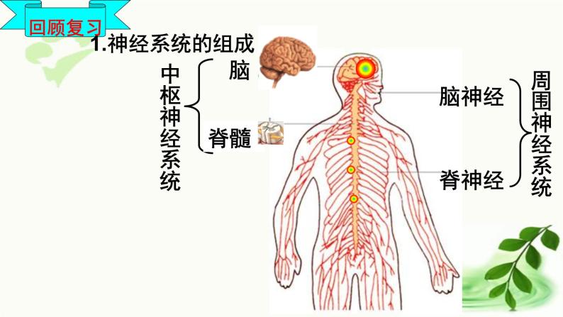 济南版生物七年级下册 第三单元 第五章 第三节 神经调节的基本方式 课件02