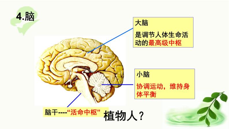 济南版生物七年级下册 第三单元 第五章 第三节 神经调节的基本方式 课件05