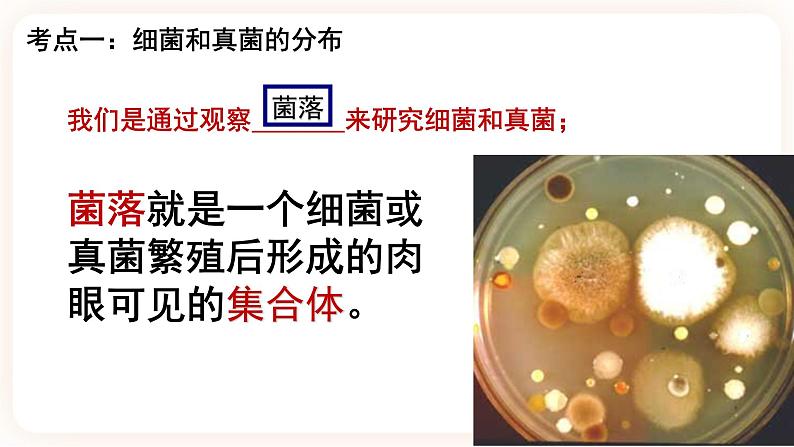 【中考一轮复习】新课标中考生物人教版课件:专题15《微生物》第3页