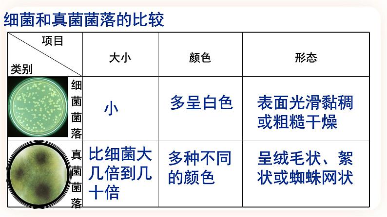 【中考一轮复习】新课标中考生物人教版课件:专题15《微生物》第4页