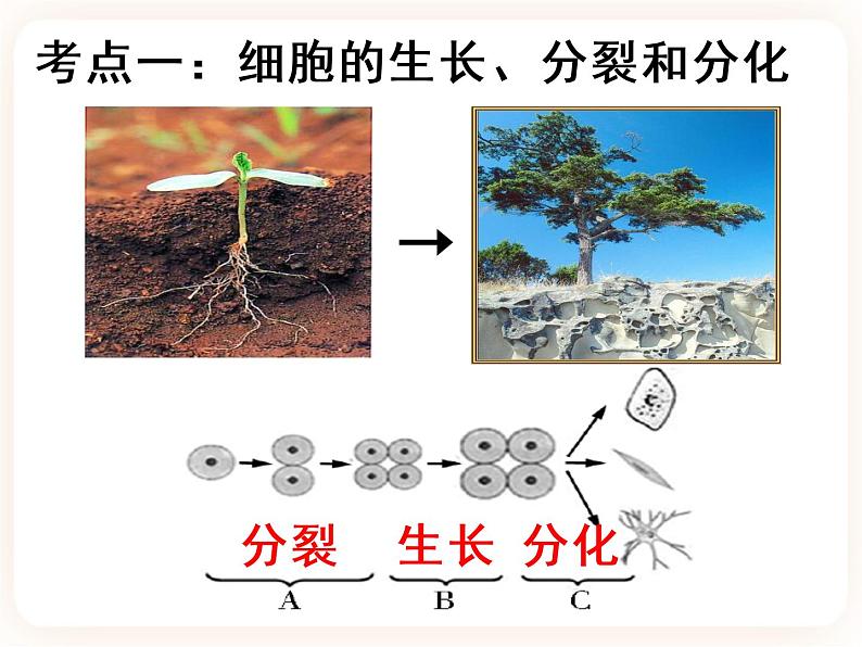 【中考一轮复习】新课标中考生物人教版课件:专题3《细胞怎样构成生物体》第4页