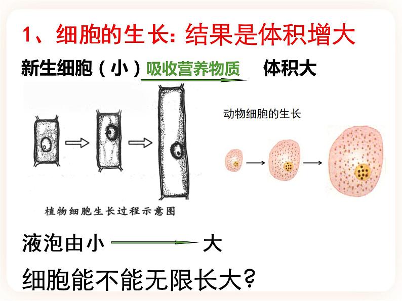 【中考一轮复习】新课标中考生物人教版课件:专题3《细胞怎样构成生物体》第5页