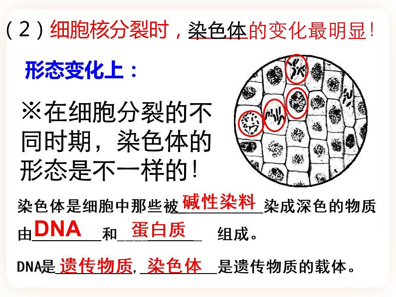 【中考一轮复习】新课标中考生物人教版课件:专题3《细胞怎样构成生物体》第7页