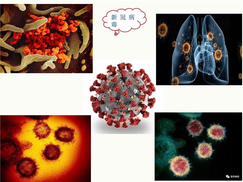 济南版生物七年级下册 第三单元 第六章 第二节 传染病及预防 课件第4页